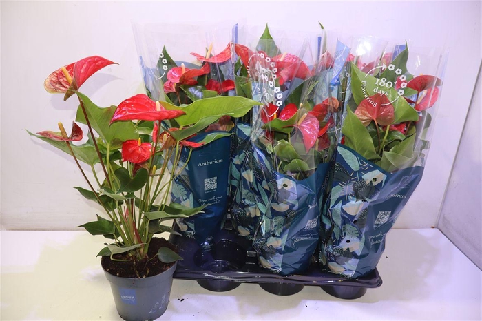 <h4>Anthu An Karma Red</h4>