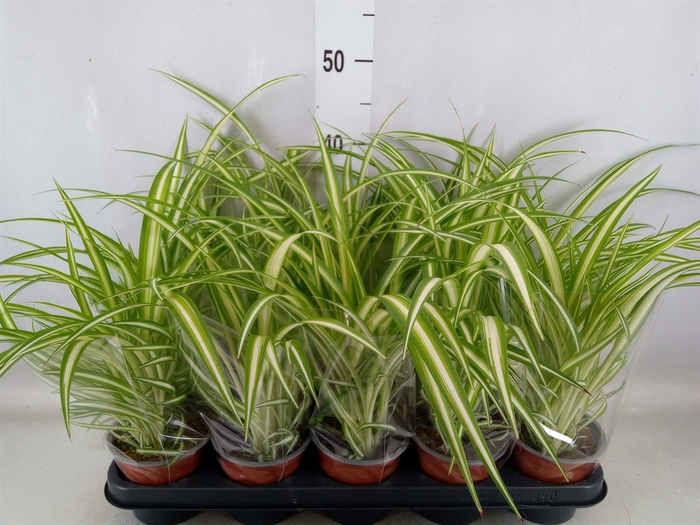 <h4>Chlorophytum com. 'Variegatum'</h4>