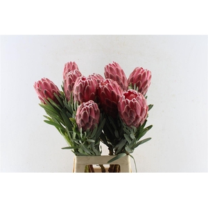 Protea Venus