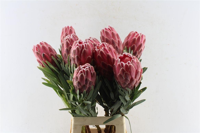 <h4>Protea Venus</h4>