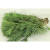 PINUS STROBUS PER STEM 050CM