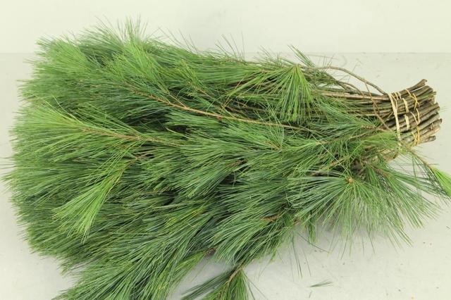 PINUS STROBUS PER STEM 050CM