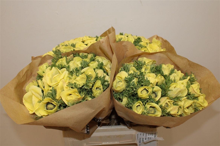 <h4>Anem Marianne Powder Yellow</h4>