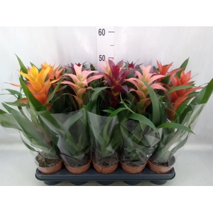 Guzmania   ...mix