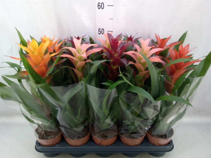 Guzmania   ...mix