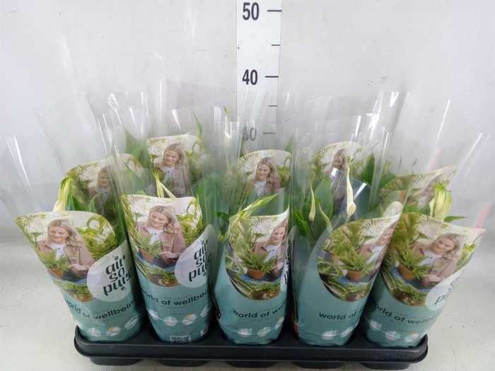 <h4>Spathiphyllum  'Bellini'</h4>