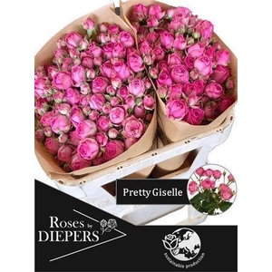 ROSA TR 'PRETTY GISELLE'