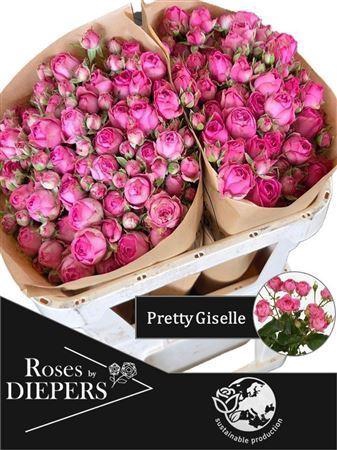 <h4>ROSA TR 'PRETTY GISELLE'</h4>