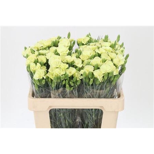 Di Te Solomio Symply Verde