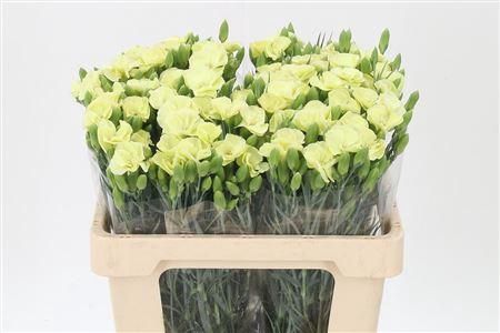 <h4>Di Te Solomio Symply Verde</h4>