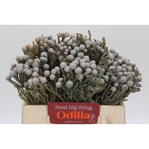 Kaaps Groen Silver Brunia