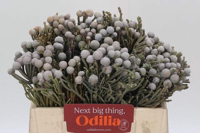 <h4>Kaaps Groen Silver Brunia</h4>