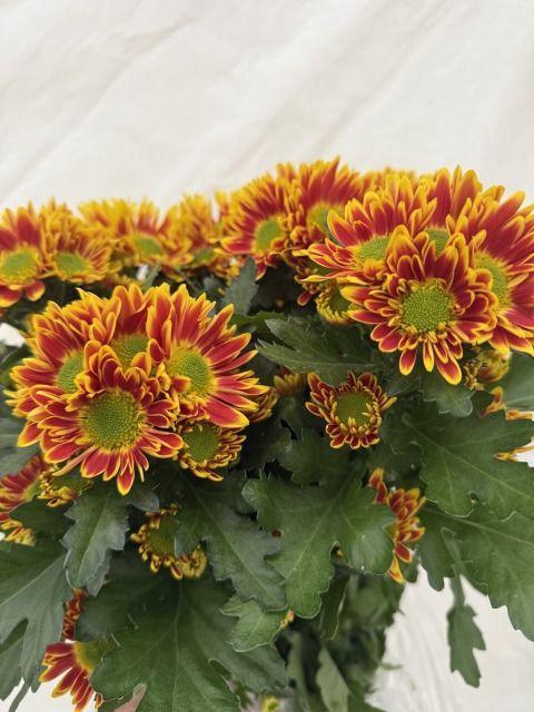 <h4>CHR T RAISA</h4>