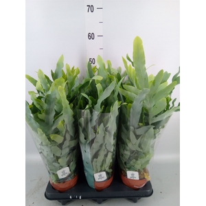 Phlebodium aureum 'Blue Star'