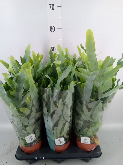 <h4>Phlebodium aureum 'Blue Star'</h4>
