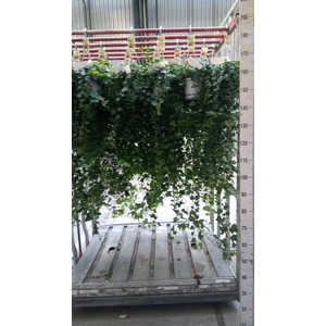 Hedera helix 'Wonder'