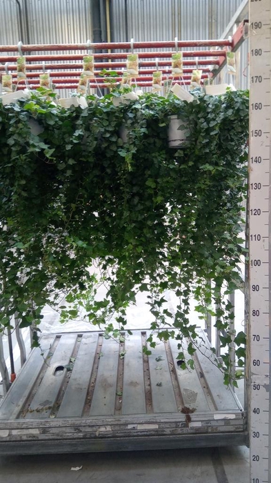 <h4>Hedera helix 'Wonder'</h4>