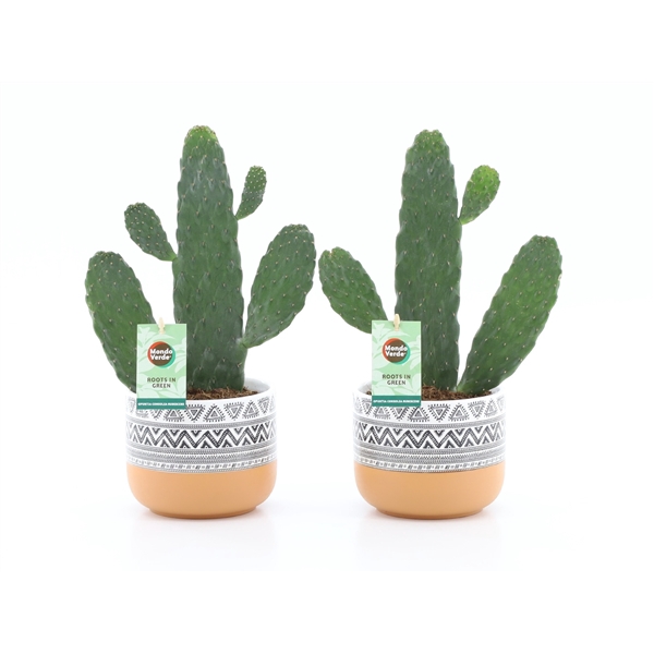 <h4>Opuntia rubescens Consolea in New Azteca keramiek</h4>