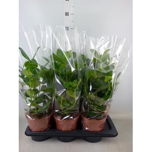 Clusia rosea 'Princess'