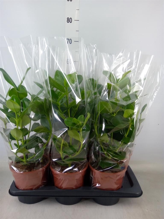 <h4>Clusia rosea 'Princess'</h4>