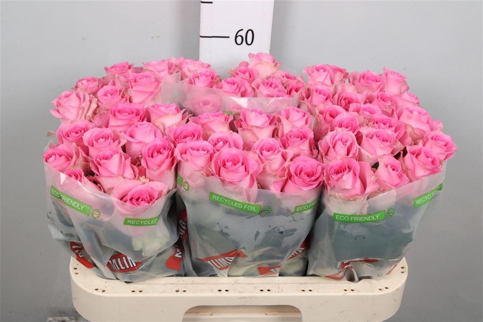 <h4>R Gr Revival</h4>