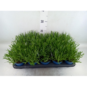 Lavandula angus. 'Felice'