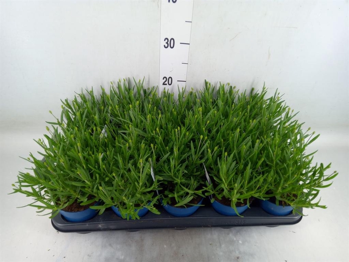 <h4>Lavandula angus. 'Felice'</h4>