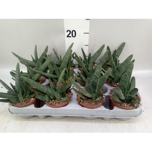 Gasteria carinata var. verrucosa