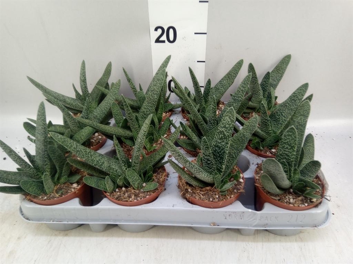 <h4>Gasteria carinata var. verrucosa</h4>