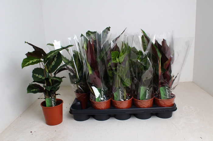 <h4>CALAT GEM 4 SRT</h4>