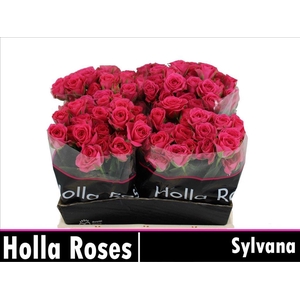 Rosa spray sylvana