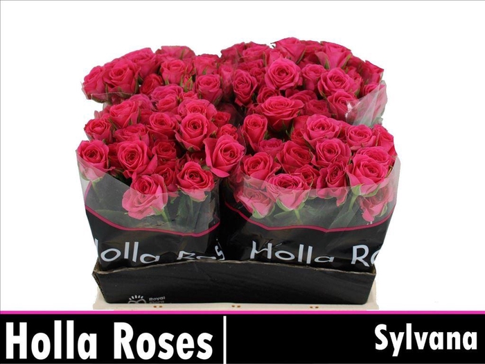 <h4>Rosa spray sylvana</h4>