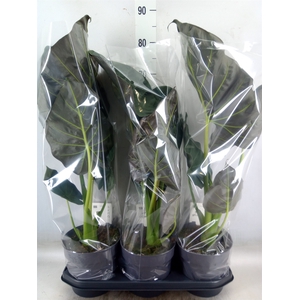 Alocasia  'Regal Shields'
