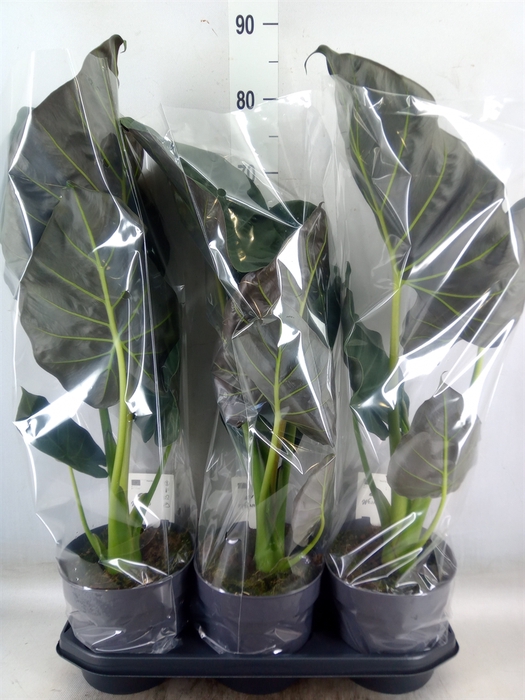 <h4>Alocasia  'Regal Shields'</h4>