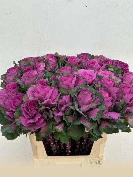 <h4>BRASS RED CRANE</h4>