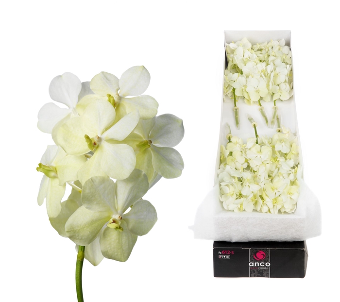 <h4>Vanda  'Tayanee White'</h4>