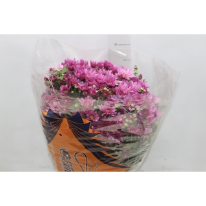 CRISANTEMO BOLA BELGA P20 ROSA