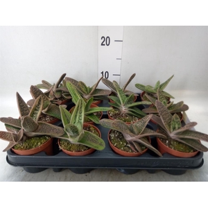 Gasteria  'Little Warty'