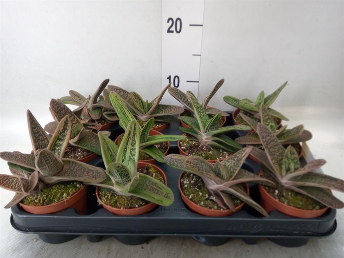 <h4>Gasteria  'Little Warty'</h4>