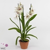 Beallara  'Tahoma Glacier Green'