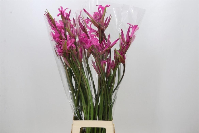 <h4>Nerine Amarine Anastasia Artistiek</h4>