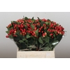 Hypericum True Romance