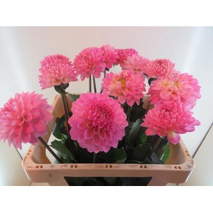 DAHL BALL WIZZ OF OZ