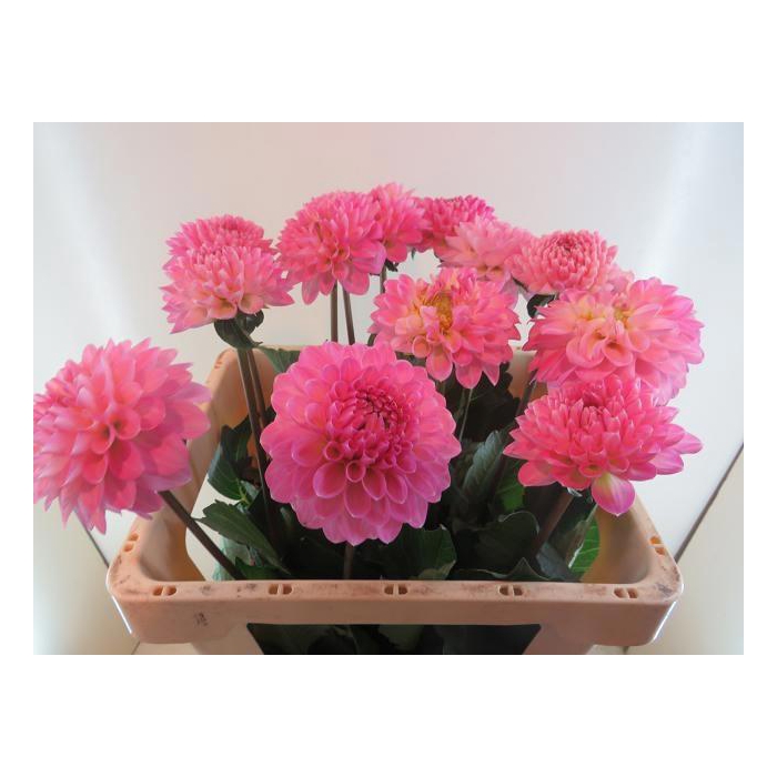 <h4>Dahl Ball Wizz Of Oz</h4>