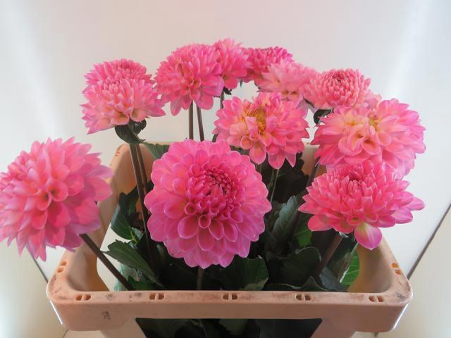 <h4>DAHL BALL WIZZ OF OZ</h4>