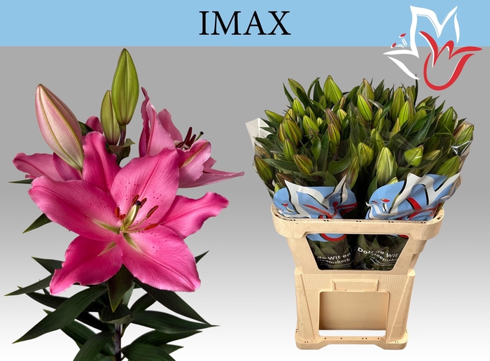<h4>LI OR IMAX</h4>