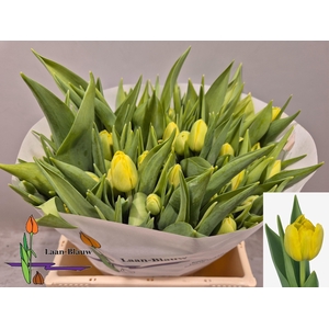 TU DU DOUBLE TROUBLE