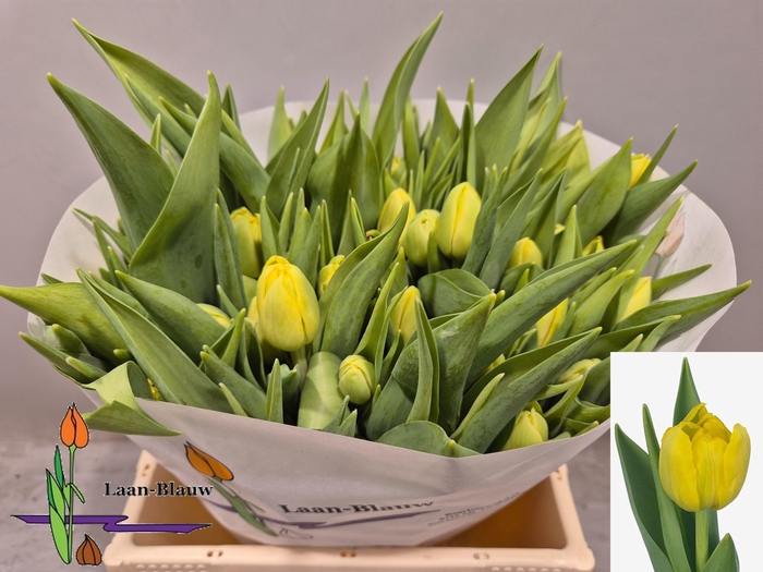 <h4>TU DU DOUBLE TROUBLE</h4>