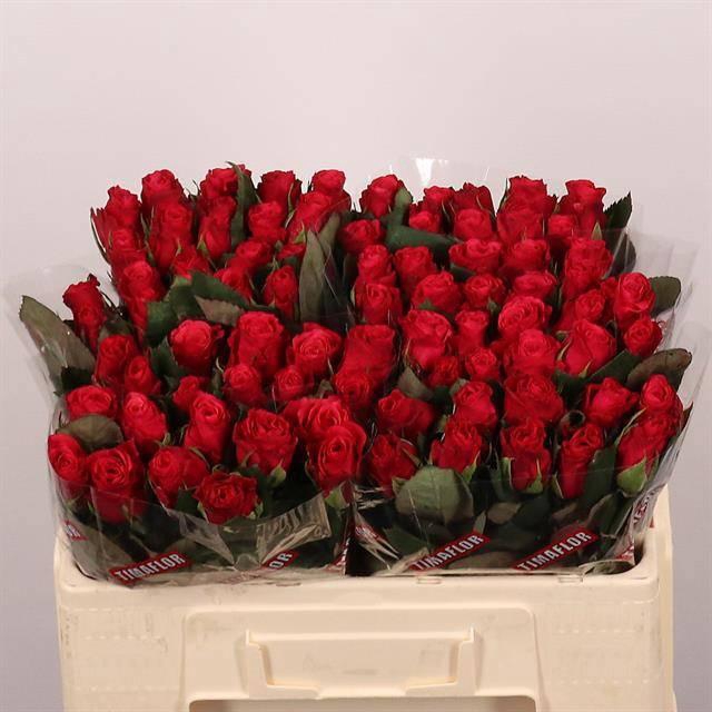 <h4>R GR TACAZZI+</h4>