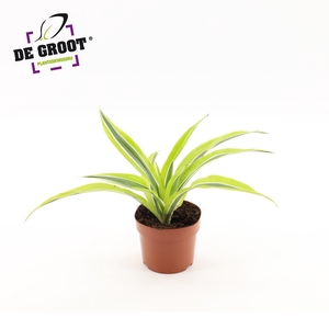 Dracaena Lemon kopstek